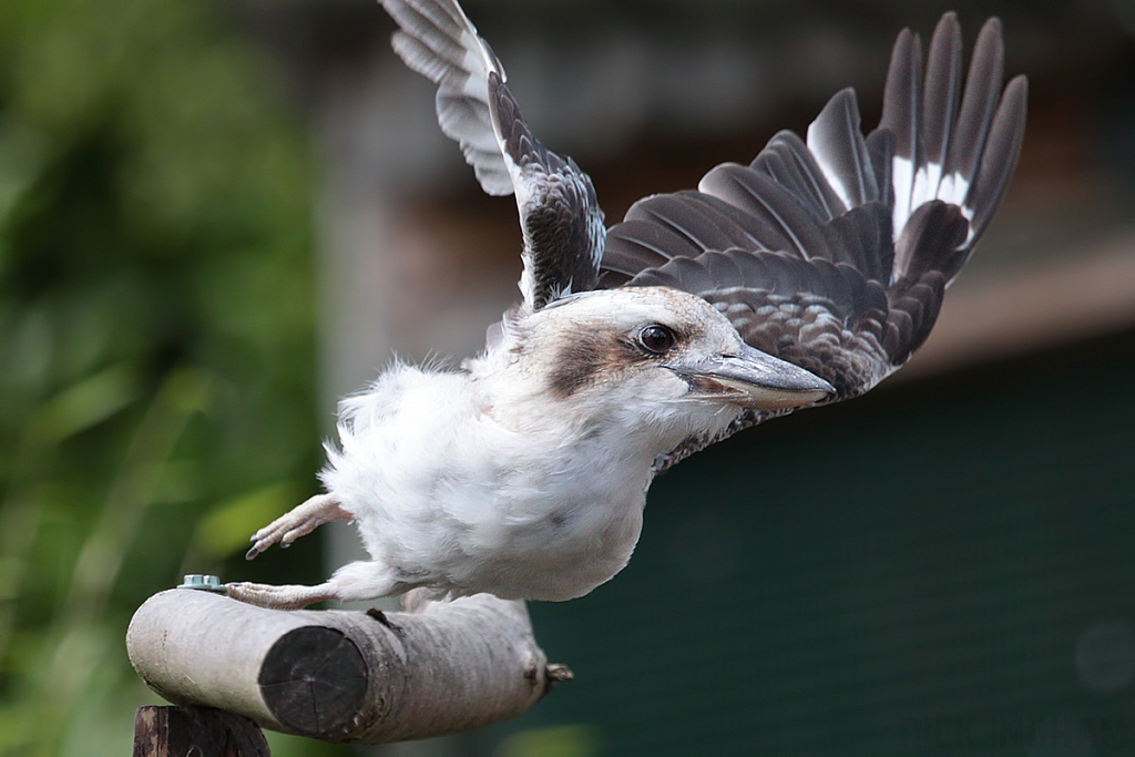Laughing Kookaburra
