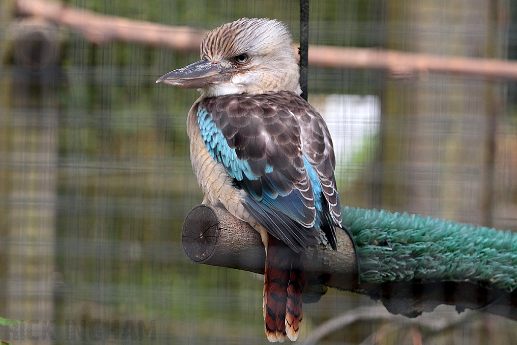 Blue-winged Kookaburra