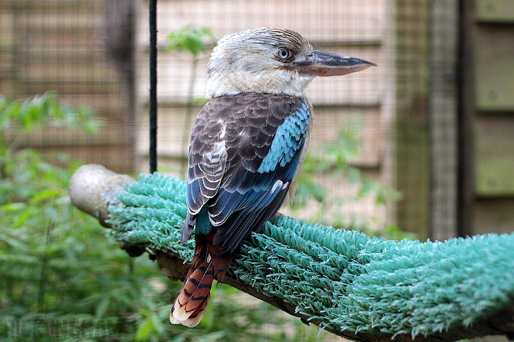 Blue-winged Kookaburra