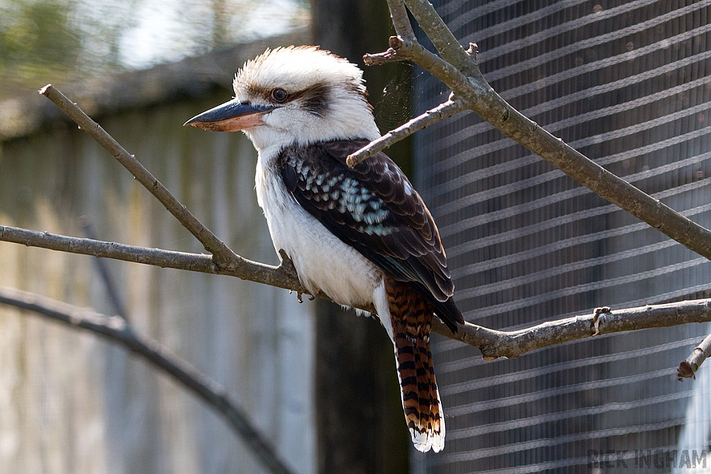 Kookaburra