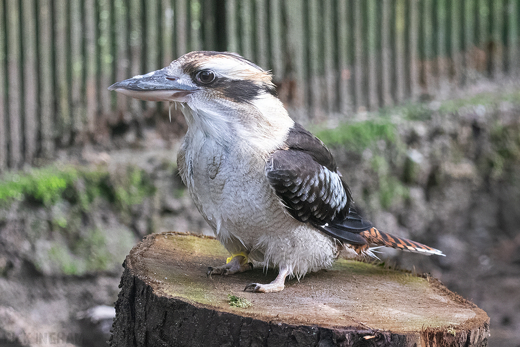 Laughing Kookaburra