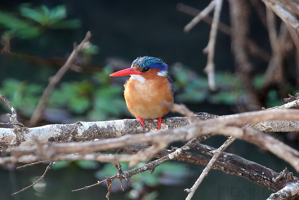 Malachite Kingfisher