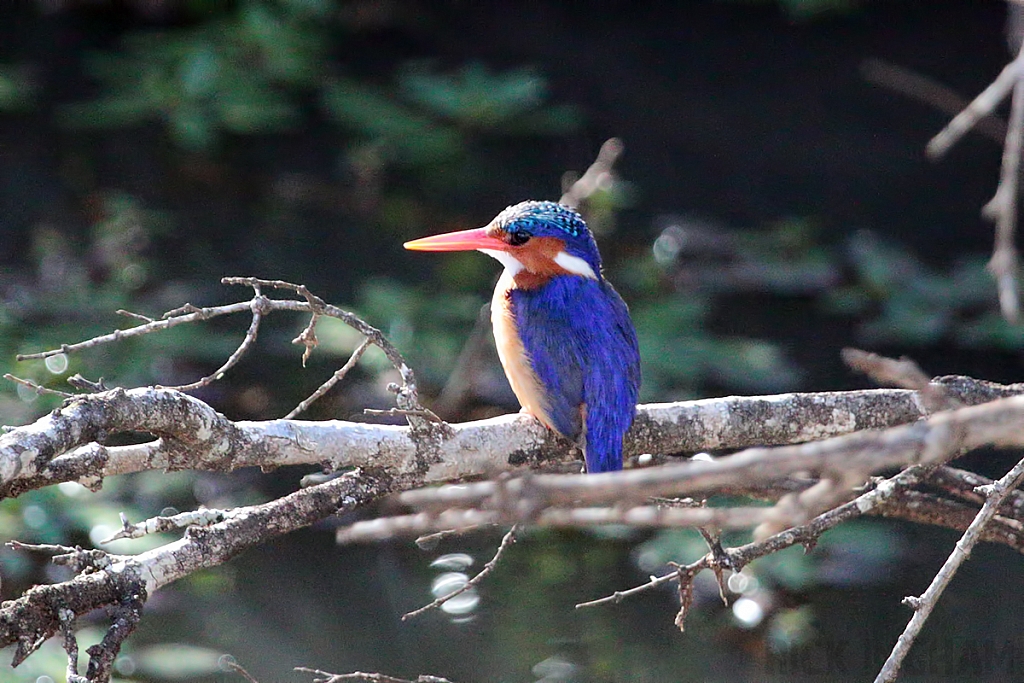 Malachite Kingfisher