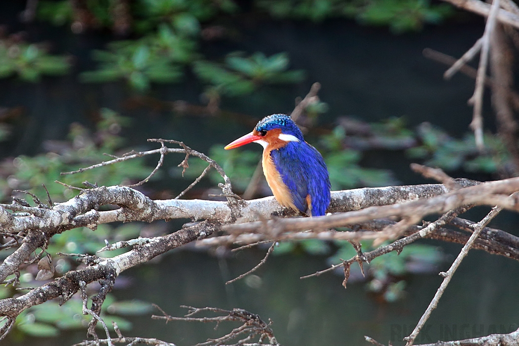 Malachite Kingfisher