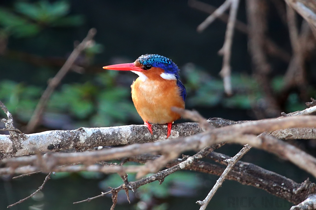Malachite Kingfisher