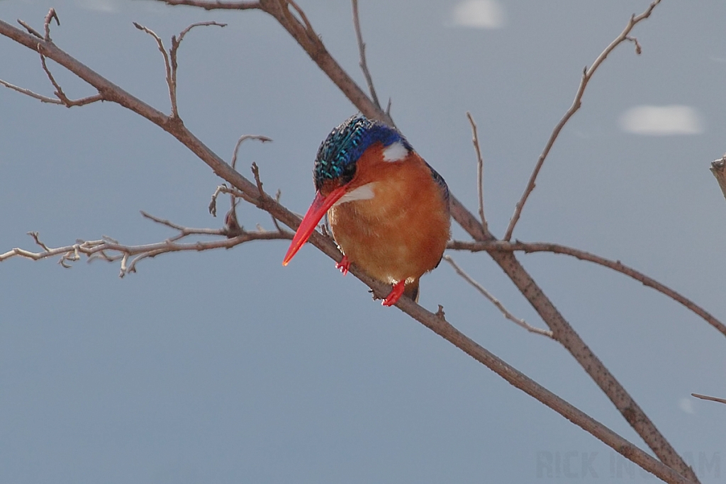 Malachite Kingfisher