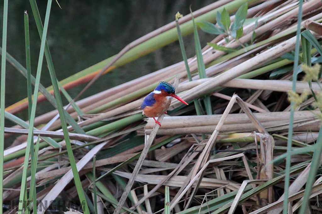 Malachite Kingfisher