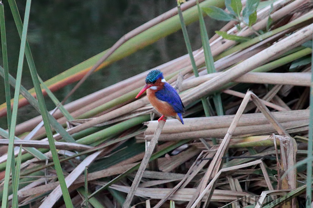 Malachite Kingfisher