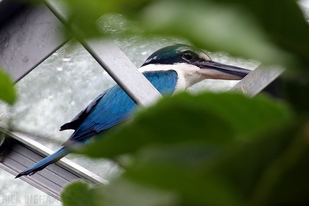 Mangrove Kingfisher