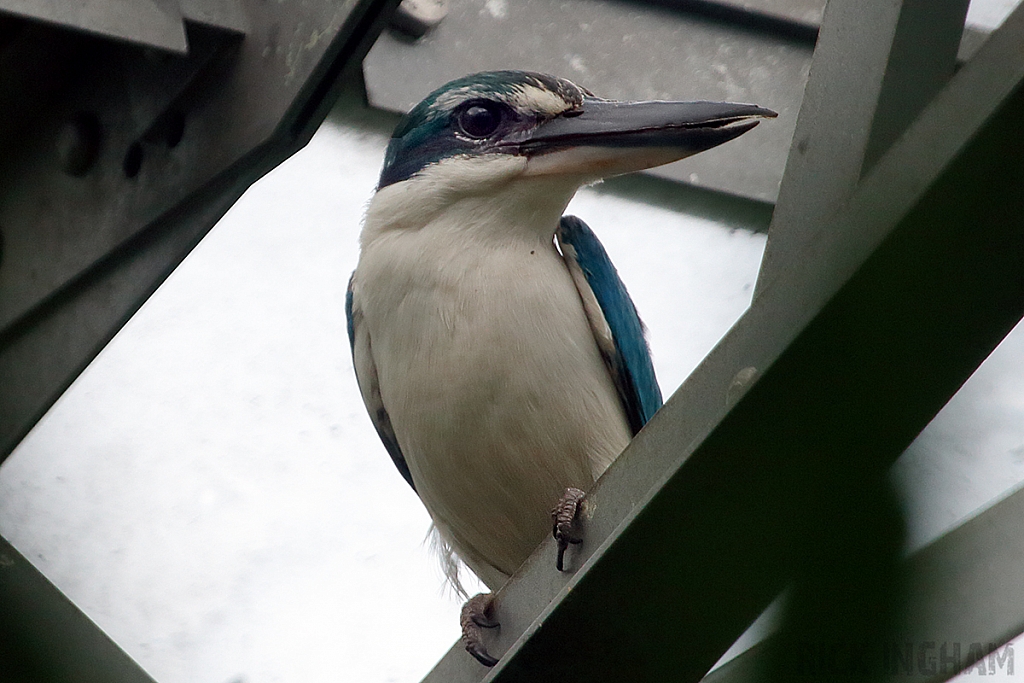 Mangrove Kingfisher