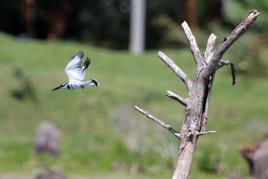 Pied Kingfisher
