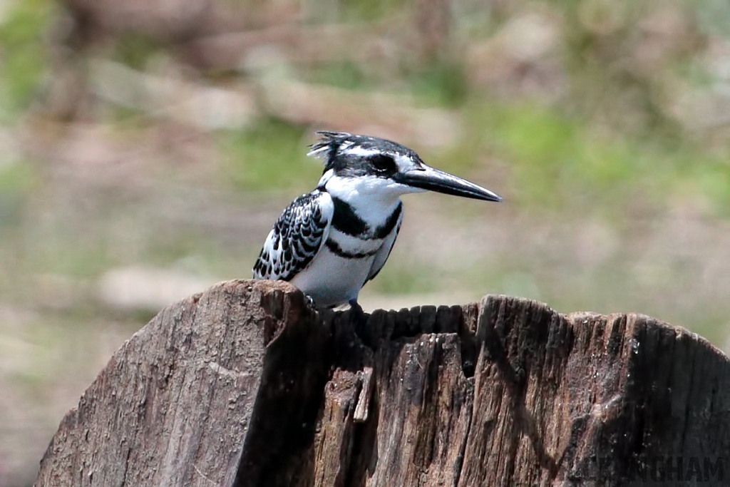 Pied Kingfisher