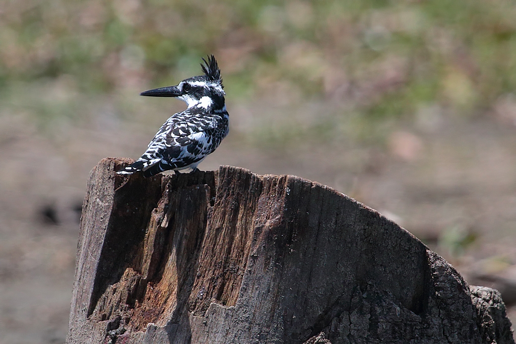 Pied Kingfisher