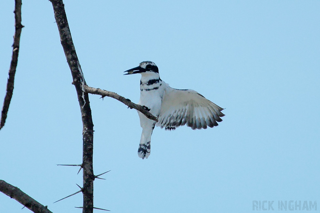 Pied Kingfisher