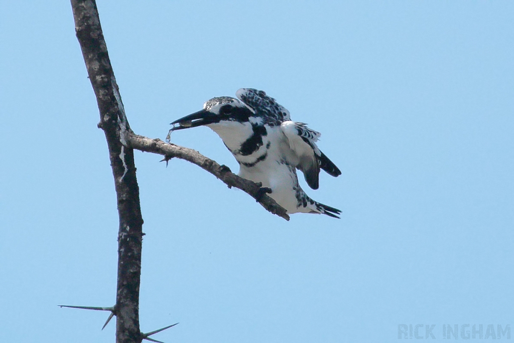 Pied Kingfisher