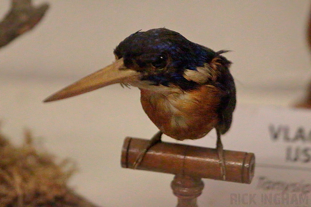African Pygmy Kingfisher Taxidermy