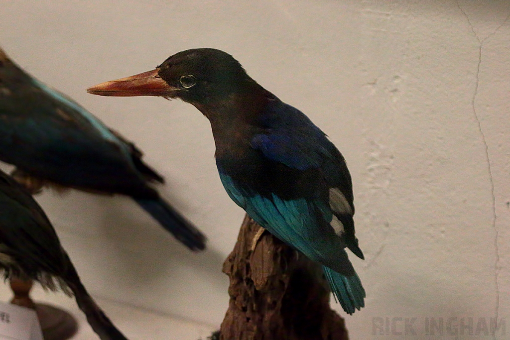 Javan Kingfisher Taxidermy