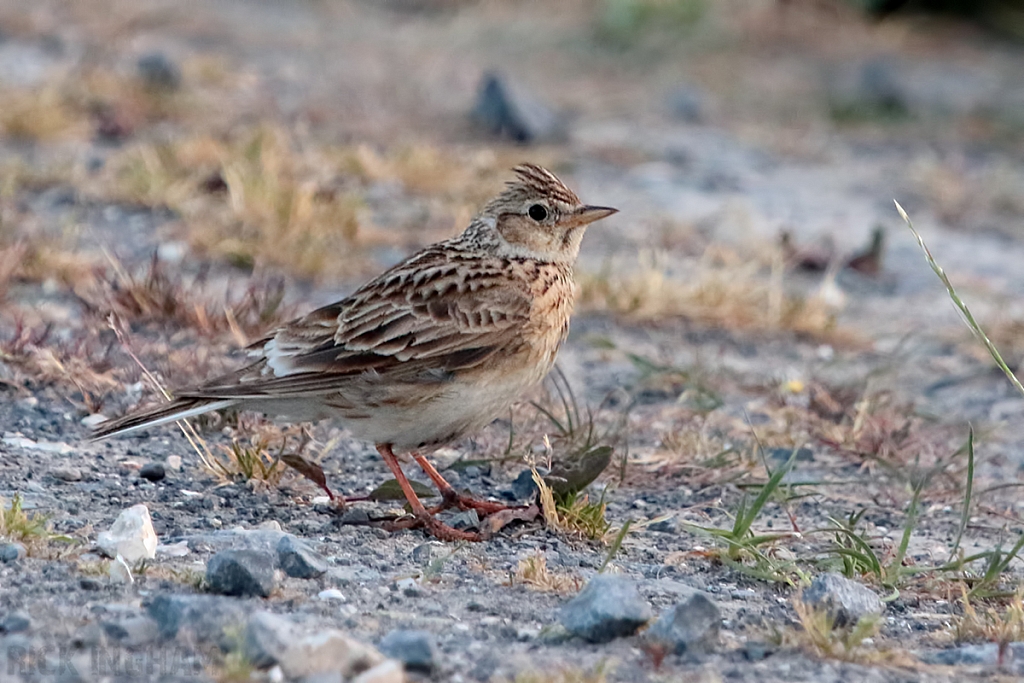Skylark