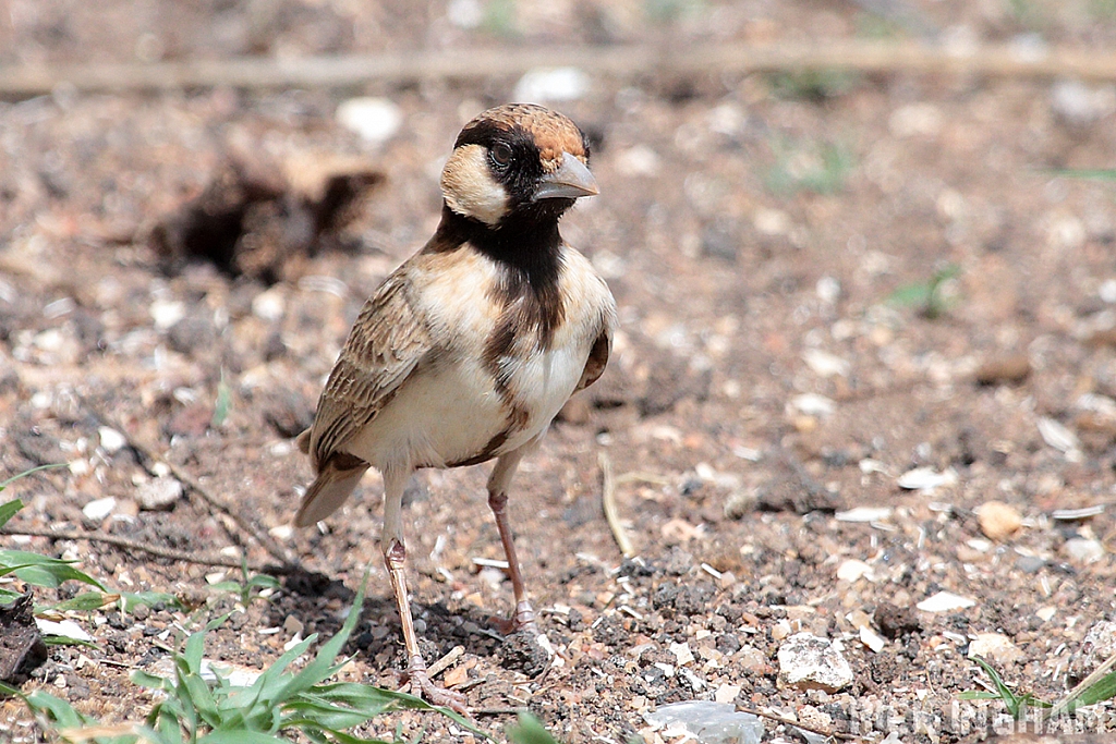 Sparrow Lark | Male