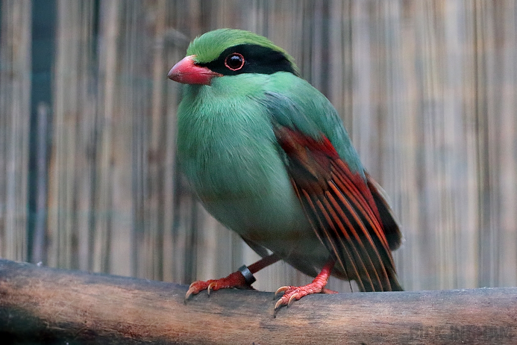 Common Green Magpie