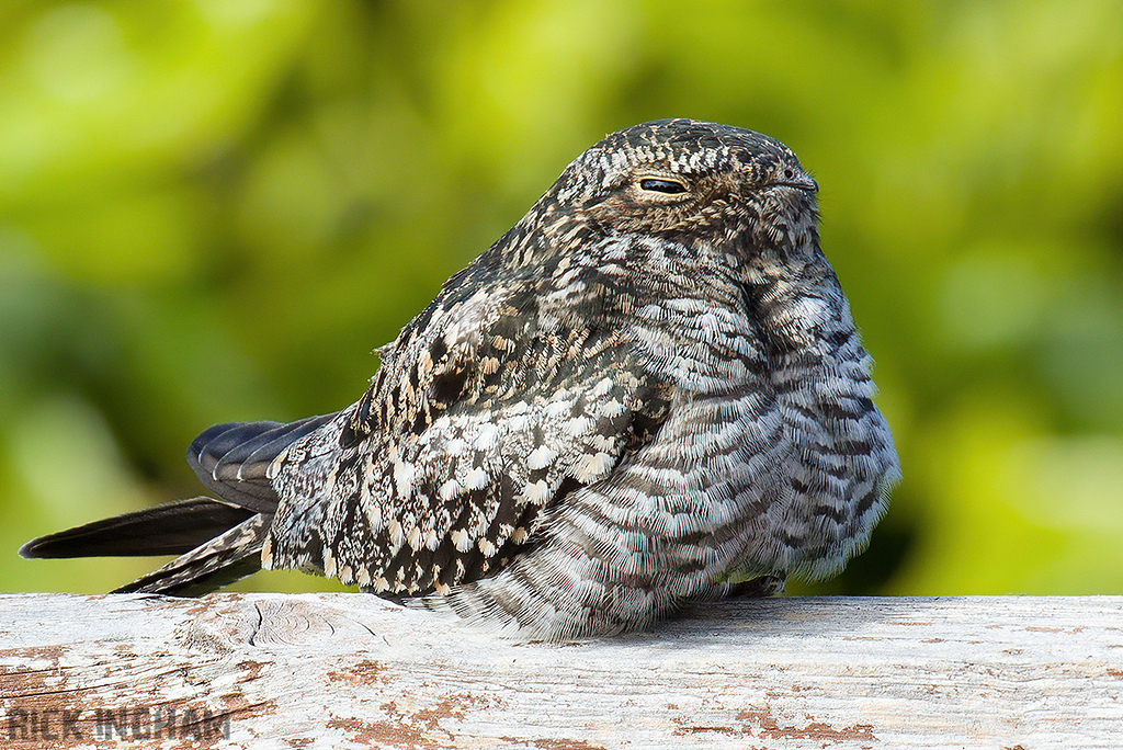 Common Nighthawk
