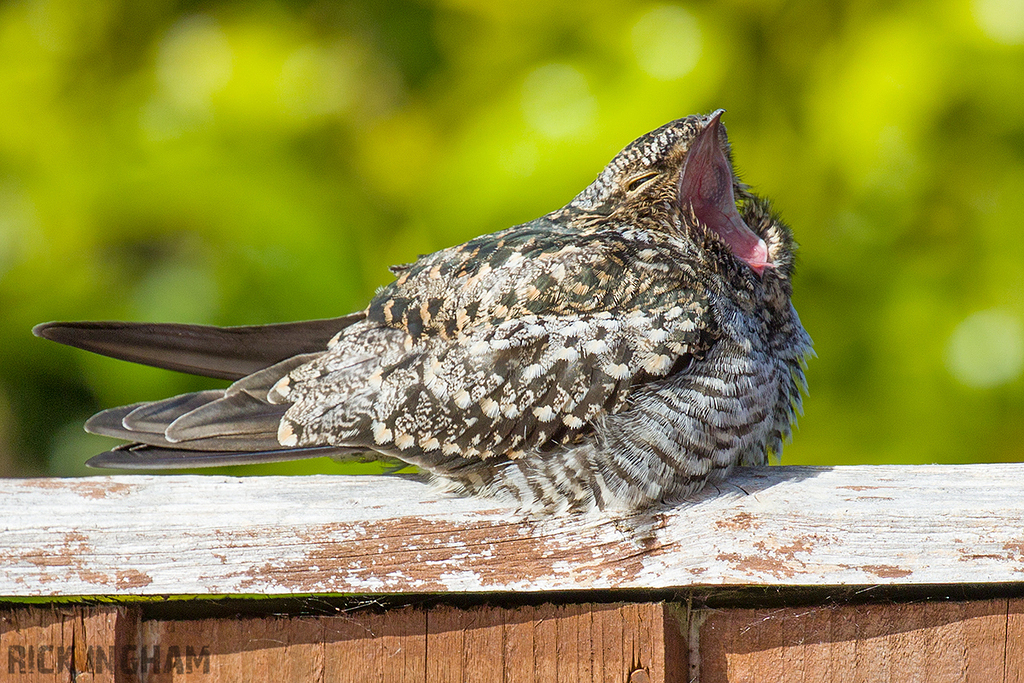Common Nighthawk