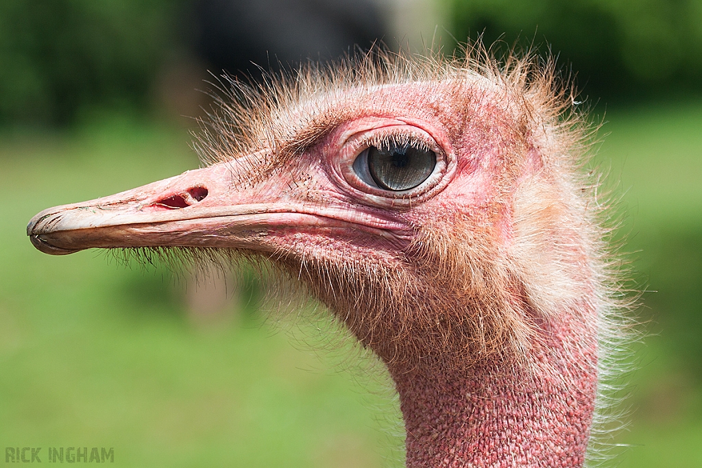 Red Necked Ostrich