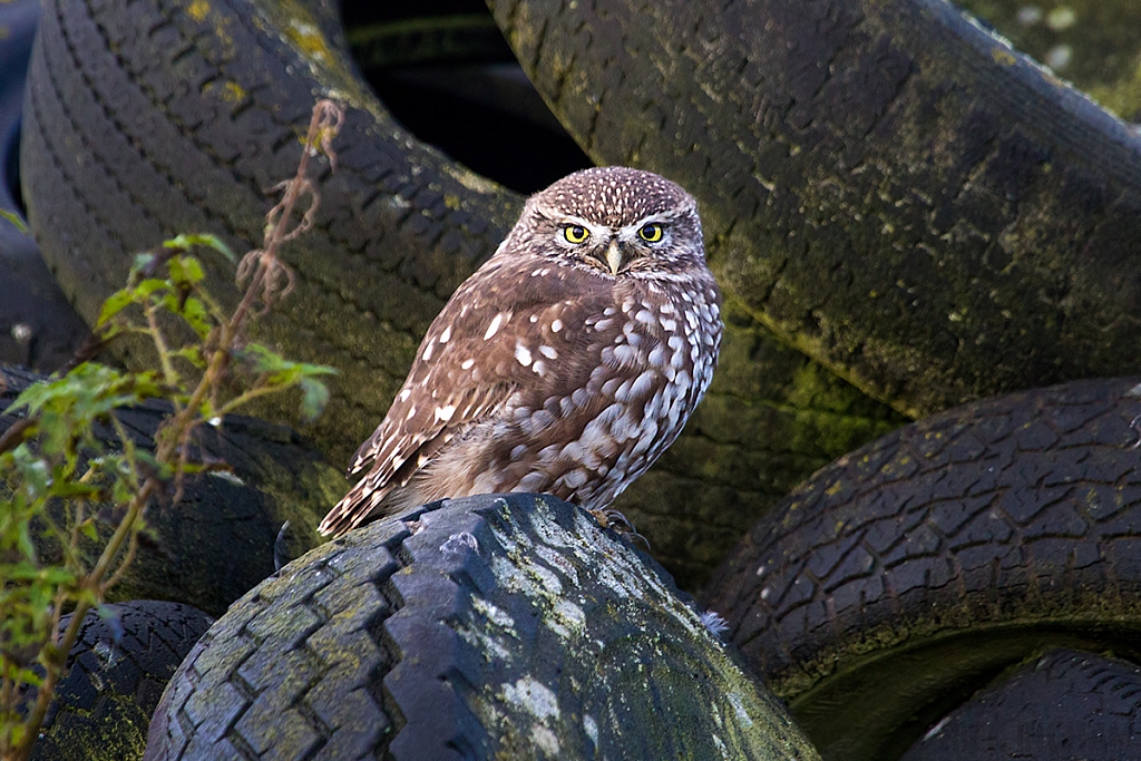 Little Owl