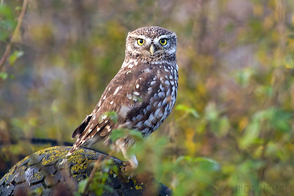 Little Owl