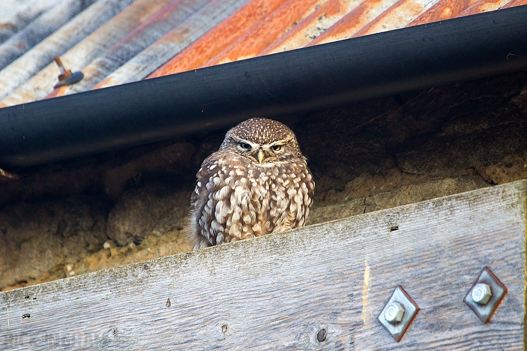 Little Owl