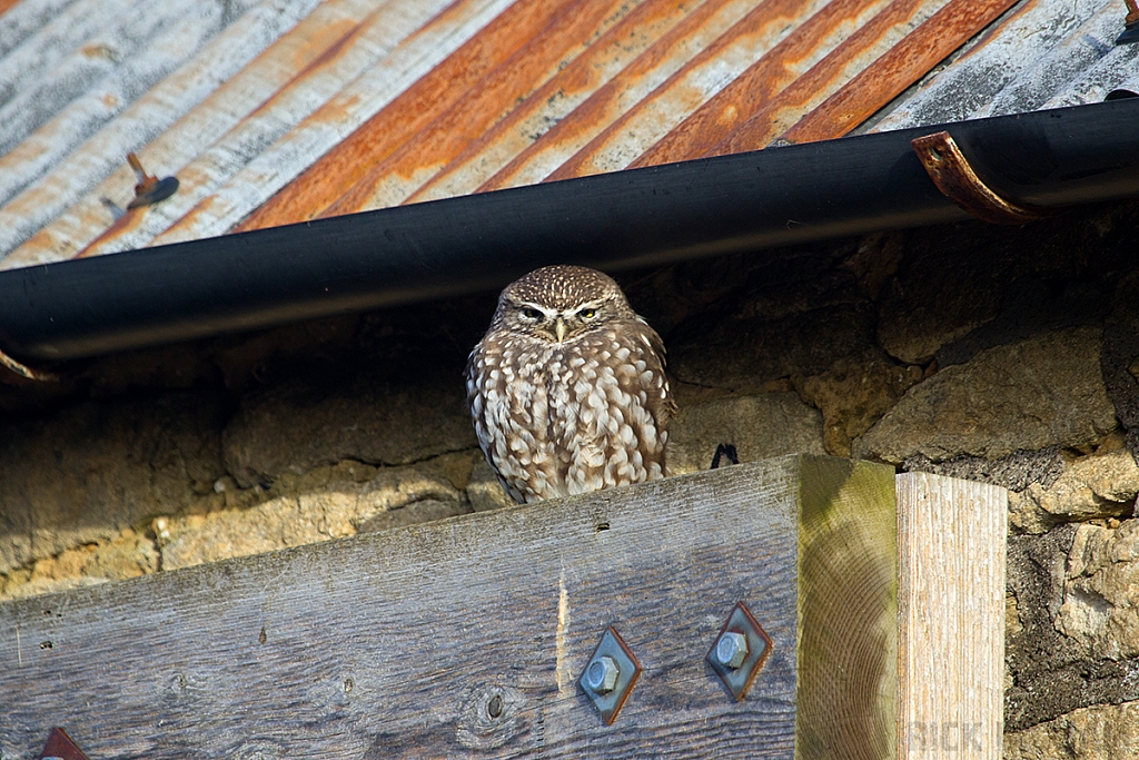 Little Owl