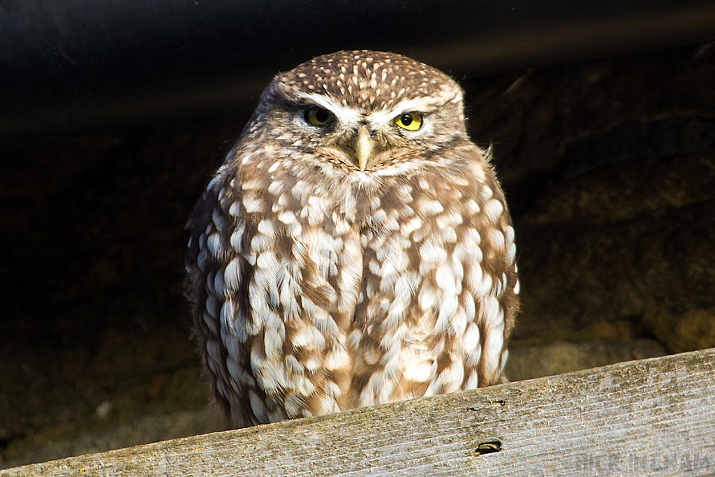 Little Owl