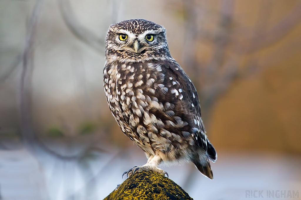Little Owl