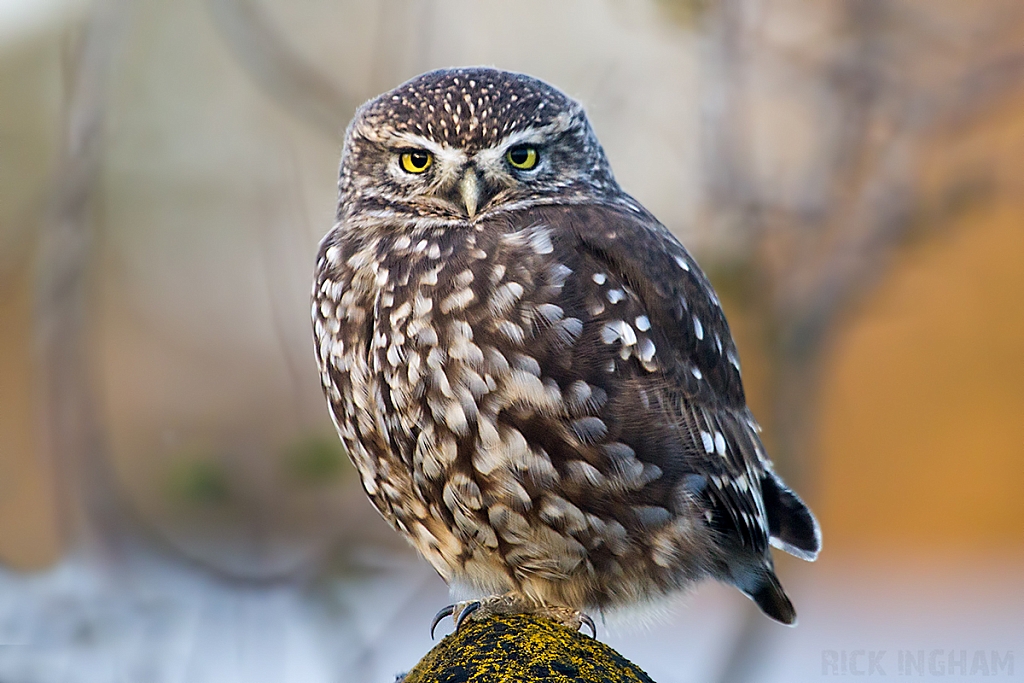 Little Owl