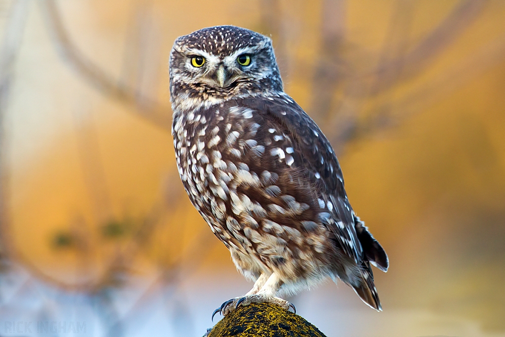 Little Owl