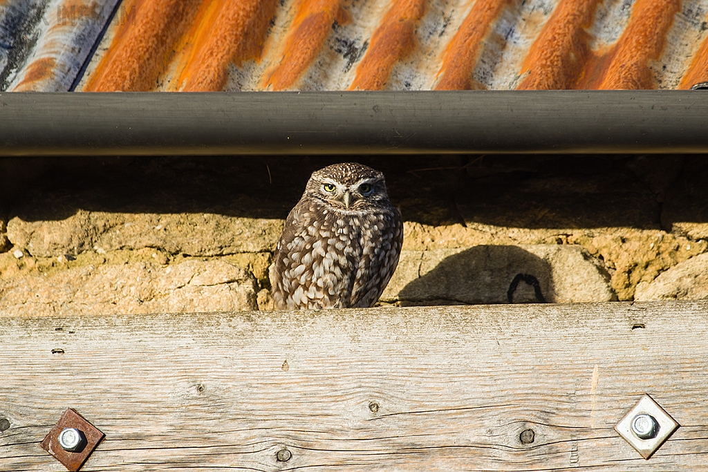 Little Owl