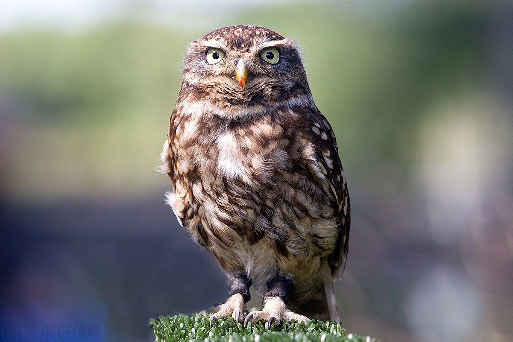 Little Owl