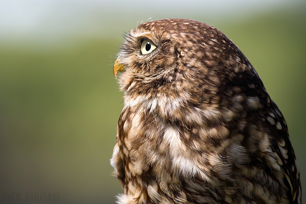 Little Owl