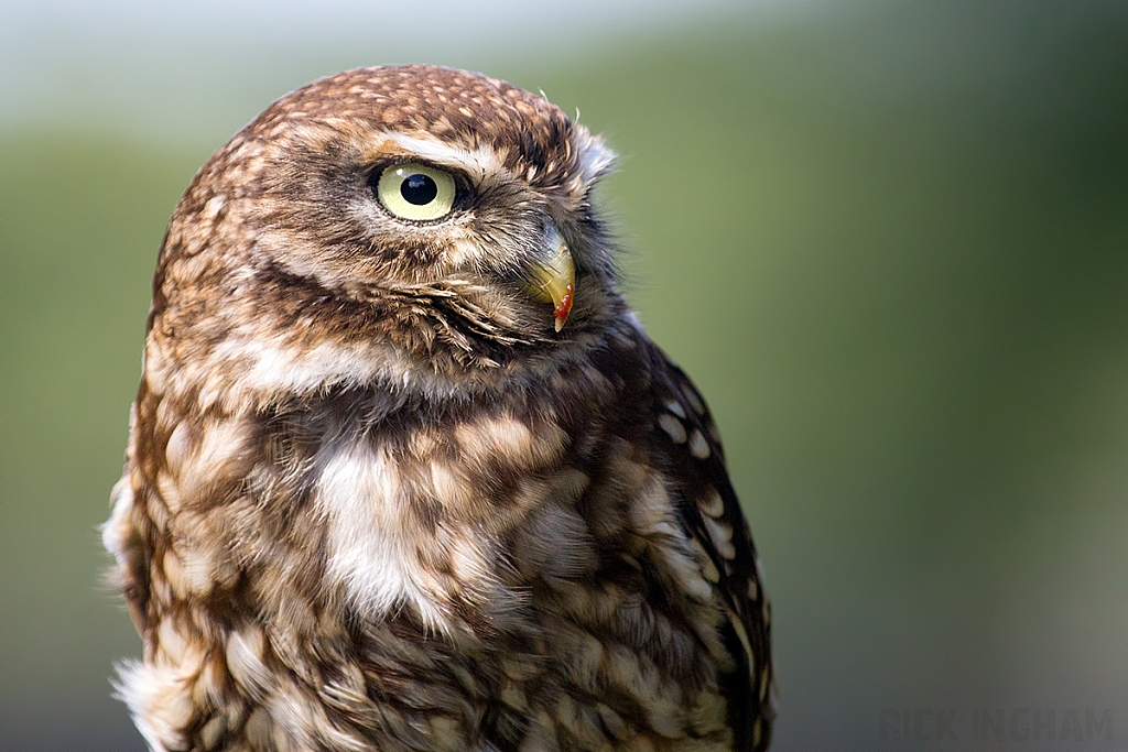 Little Owl