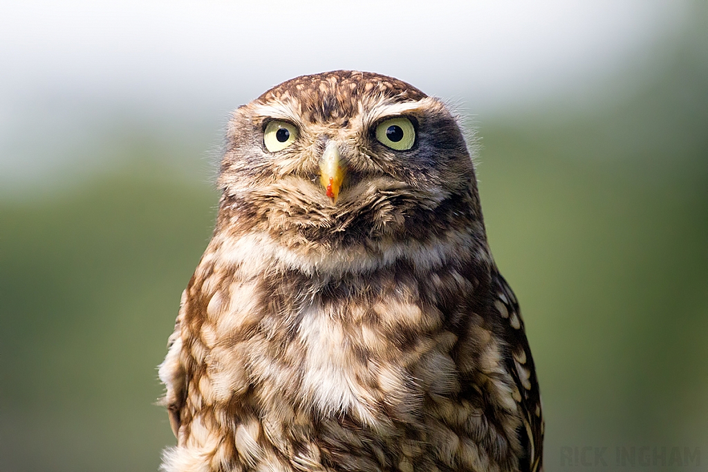 Little Owl