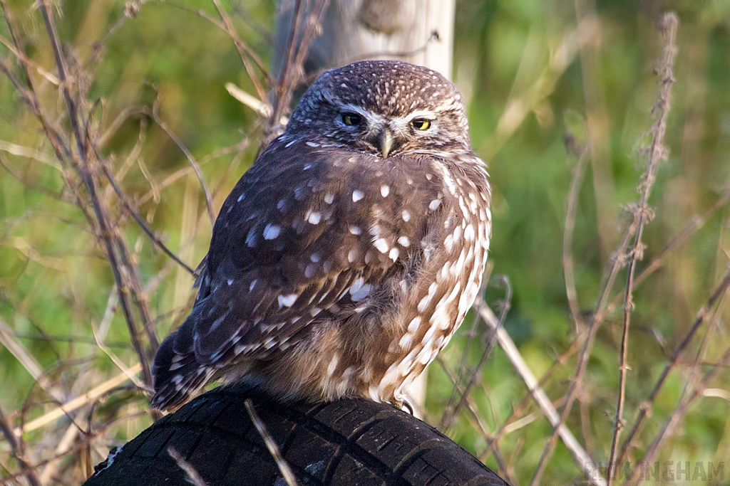Little Owl