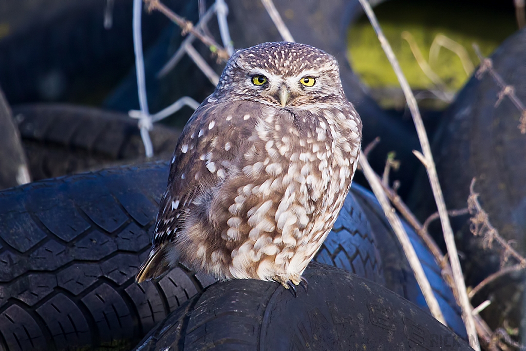 Little Owl