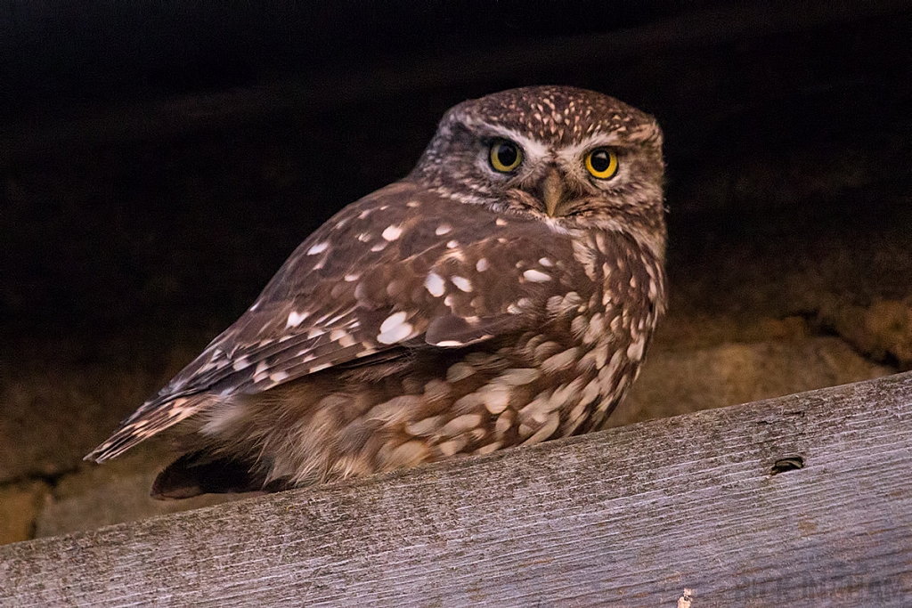 Little Owl