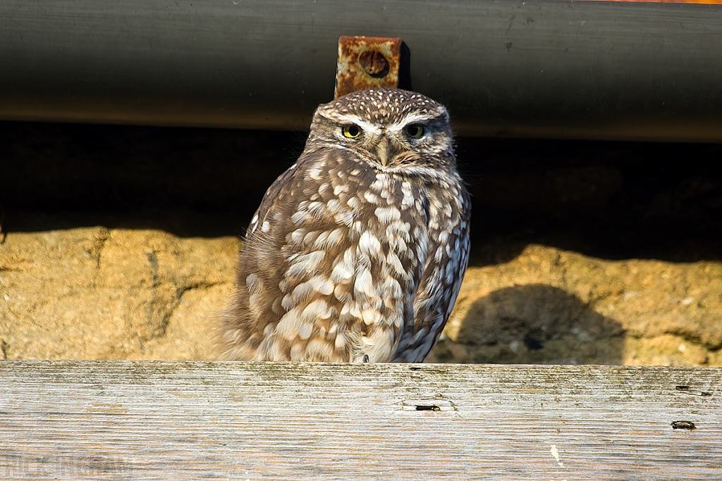 Little Owl