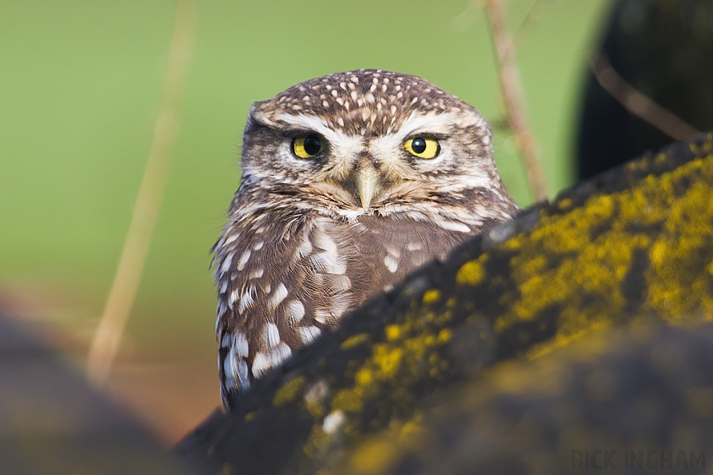 Little Owl