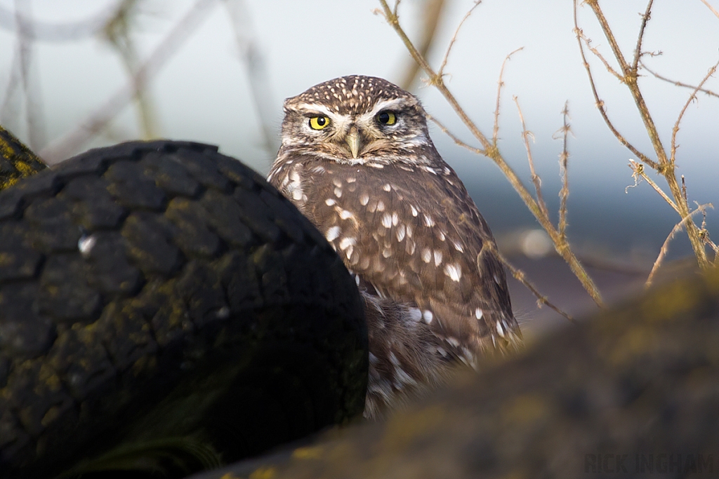 Little Owl