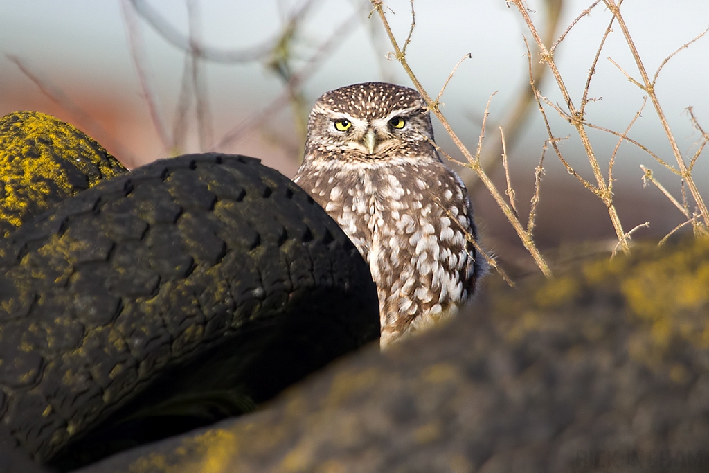 Little Owl