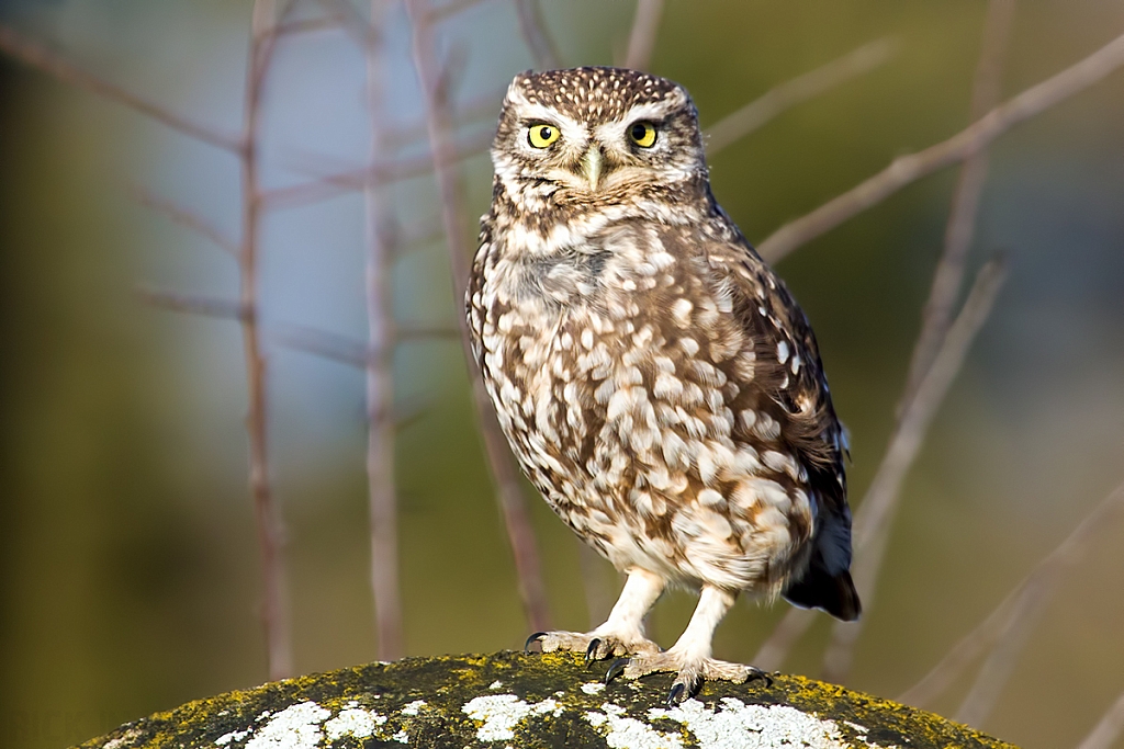 Little Owl