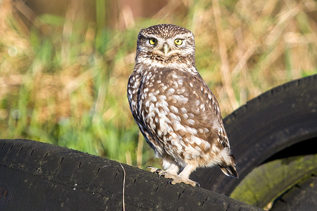 Little Owl