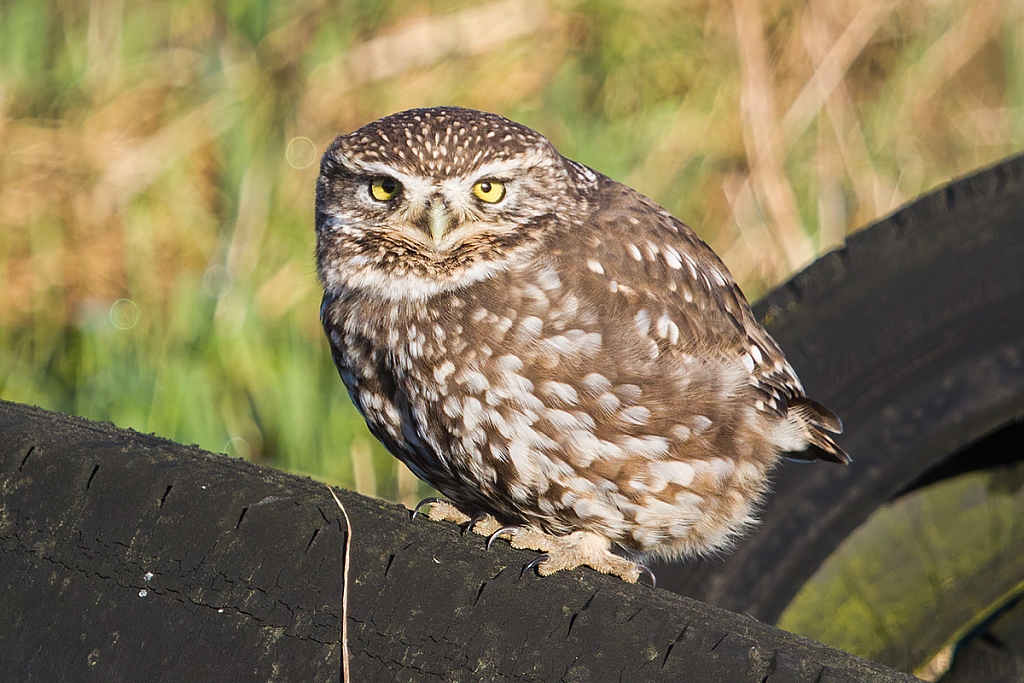 Little Owl